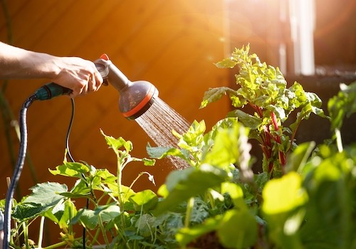 Quand et comment arroser son jardin Quand et comment arroser son jardin