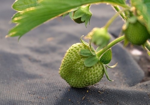 Quelle est la durée de vie d'un feutre géotextile ? Quelle est la durée de vie d'un feutre géotextile ?